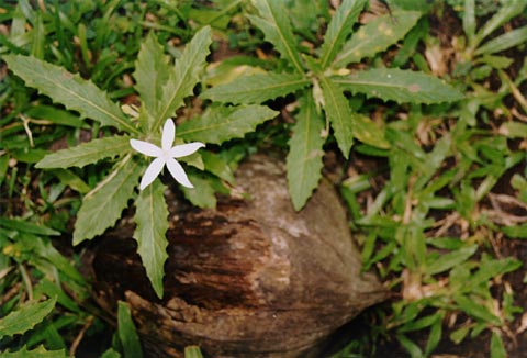 Estrella Flower