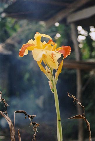 Canna Flower