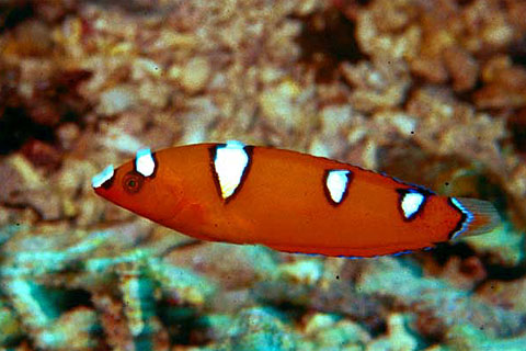 Yellowtail Coris (Juvenile)