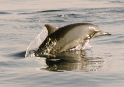 Spinner Dolphin