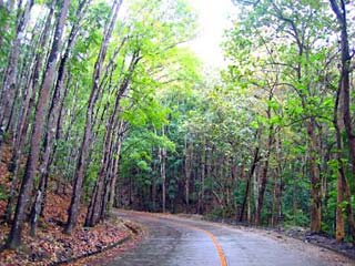 The Man-Made Forest in Bilar