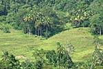 Rice Terraces