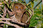 Philippine Tarsier