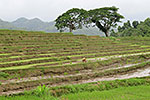 Cadapdapan Rice Terraces