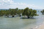 Mangrove near Beach