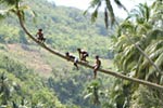 Children Jumping into Loboc River