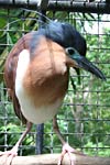 Philippine Rufous Night-Heron