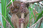 Philippine Tarsier