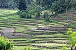 Rice Terraces