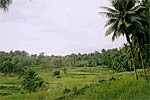 The rice fields near Tubigon