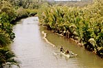 Coconuts on Transport